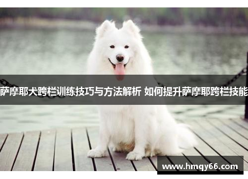 萨摩耶犬跨栏训练技巧与方法解析 如何提升萨摩耶跨栏技能